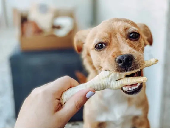 Mitos Vs Realidades de la alimentación natural: