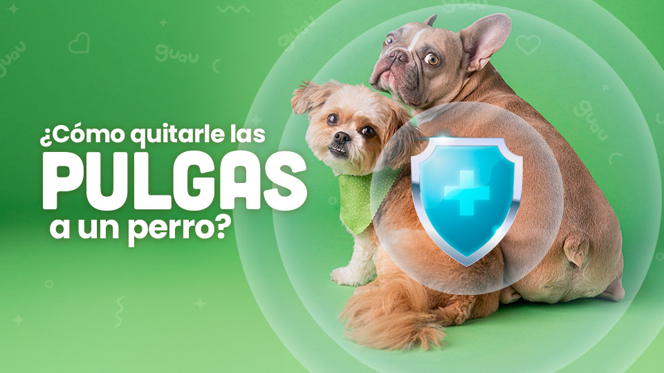 como quitarle las pulgas a un perro