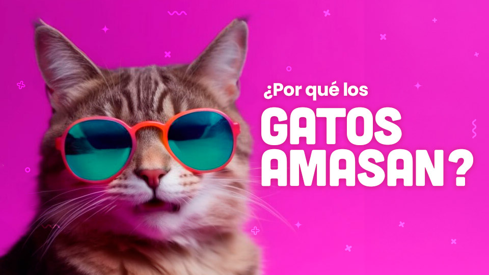 por que los gatos amasan