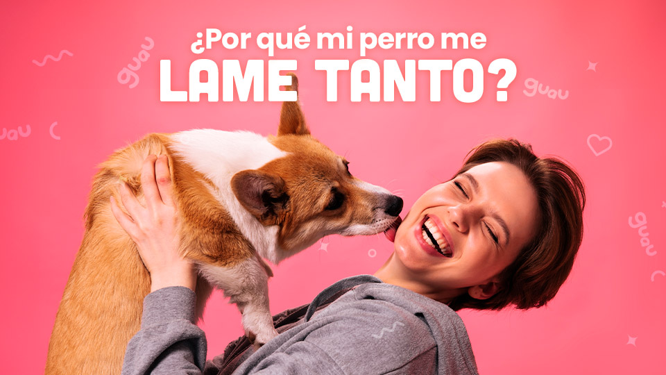 por que mi perro me lame tanto