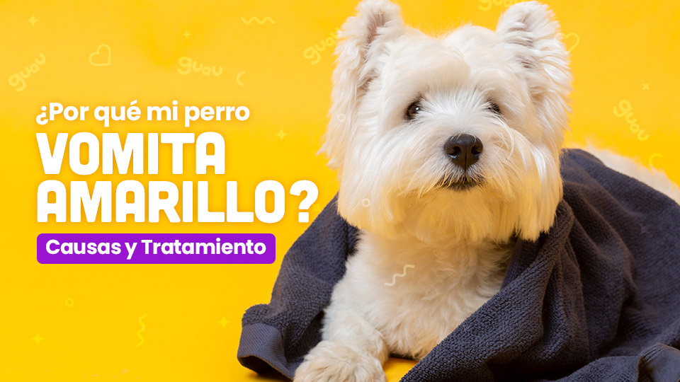 por que mi perro vomita amarillo