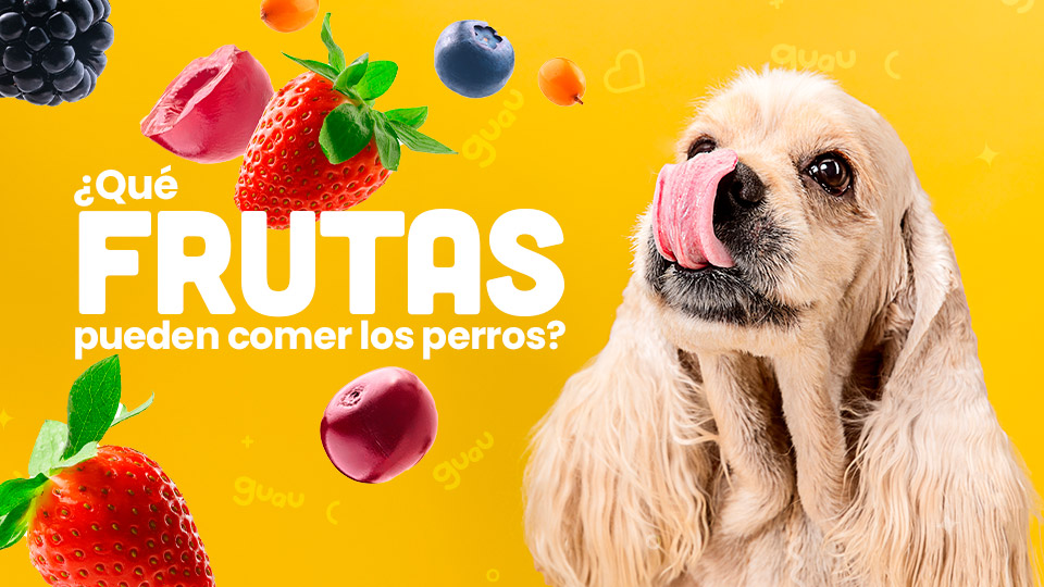 que frutas pueden comer los perros