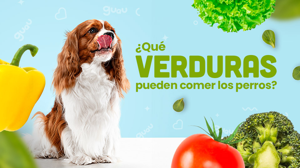 que verduras pueden comer los perros